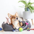 『元気すぎる犬種』3…