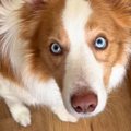 『世界一IQが高い犬…