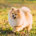犬の飼い主が他人か…