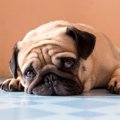 絶対に気付いて！犬…