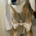 犬の前で『巨大なオ…