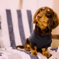 『貧しい犬』になっ…