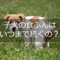 子犬の食糞はいつま…