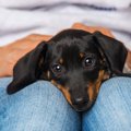 犬の好きな言葉ベス…