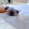 犬に刺さった『充電…