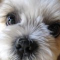 犬の好き嫌いを解消…
