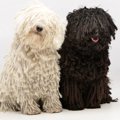 モップみたいな犬「…