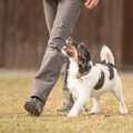 あなたはどう？愛犬…