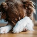 犬が『叱られた』と…