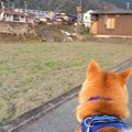電車を見に来た犬→車…