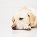 犬が見せる『居心地…