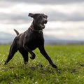 毛色が黒い犬あるあ…