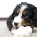 小型犬より大型犬の…