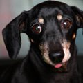 愛犬のフードにも含…