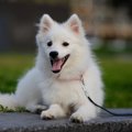 犬を飼う時に準備し…