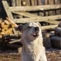 犬の『くしゃみ』放…