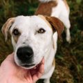 犬に嫌われない為に…