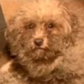 糞尿が酸化して犬た…