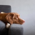犬が不安を感じない…