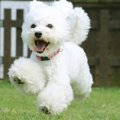 重要なしつけ！犬に…