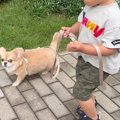 2歳の男の子が初めて…