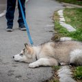 犬が散歩で動かなく…