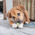 犬は拾い食いをする…