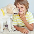 犬の世話と育児は両…