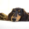 鼠径ヘルニアは子犬…