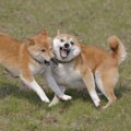 室内犬が喧嘩をして…