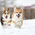 雪の日に犬の散歩を…