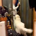 超大型犬に愛されす…