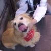 愛犬が元気に暮らせ…