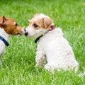 犬の多頭飼いを考え…