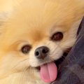 抱っこされている犬→…