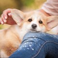犬は飼い主を何で判…