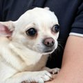 犬が震える原因とは…