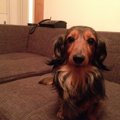 犬と楽しめるおすす…