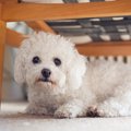 犬が体を丸めている…
