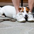 犬が人を怖いと思っ…