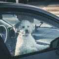 絶対NG！犬を夏の車…