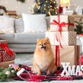 犬とクリスマスを楽…