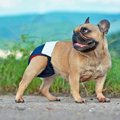 犬がヒート中（生理…