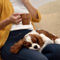 都内で保護犬のいる…