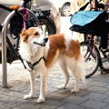 犬が誘拐される！？…