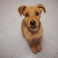 犬は人の言葉を理解…