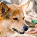 家族に迎えた保護犬…