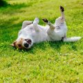 犬が顔を床に擦り付…