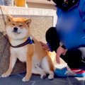 犬が『佐川急便の配…