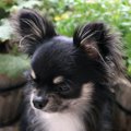 犬が『うつむいてし…